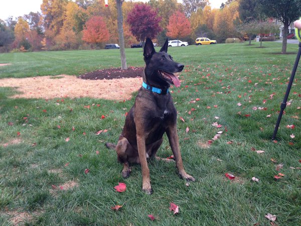 Officer Gil Fones with the Montgomery County Police Department says the dog he worked with for four years -- a Belgian Malinois named Chip -- was retired earlier this year after the dog bit him. Now the dog is back home with Fones and his family. (WTOP/Jamie Forzato)