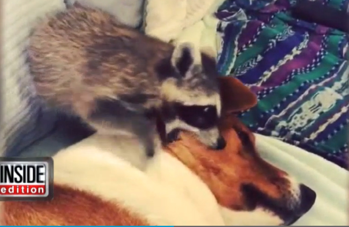 Rescued raccoon acts like dog (Video)
