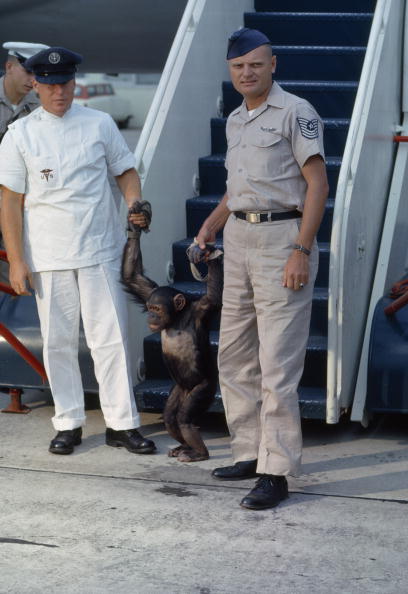 UNITED STATES - FEBRUARY 01:  Chimpanzee arrives for medical tests two days after orbiting Earth, Cape Canaveral, Florida  (Photo by Otis Imboden/National Geographic/Getty Images)