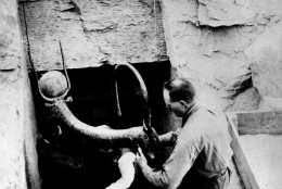 Workmen remove an object from  the tomb of King Tut in the Valley of the Kings, Luxor, Egypt, Feb. 1923.  (AP Photo)