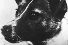 1957:  A close-up of Laika, the dog used to relay biomedical information in the Soviet 'Sputnik II' outer-space investigation programme.  (Photo by Keystone/Getty Images)