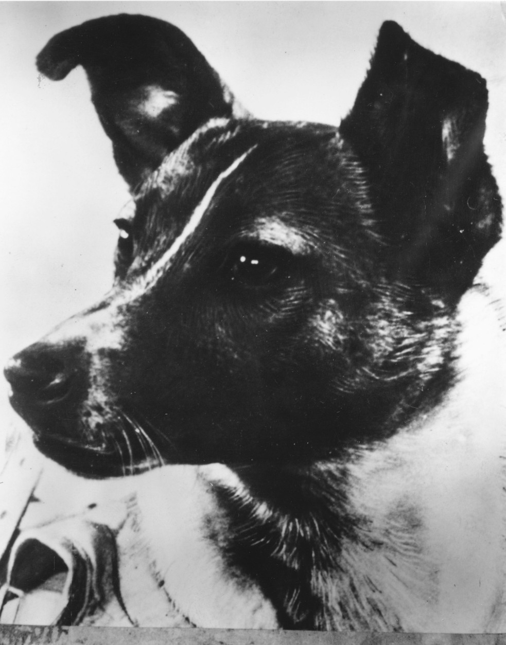 1957:  A close-up of Laika, the dog used to relay biomedical information in the Soviet 'Sputnik II' outer-space investigation programme.  (Photo by Keystone/Getty Images)