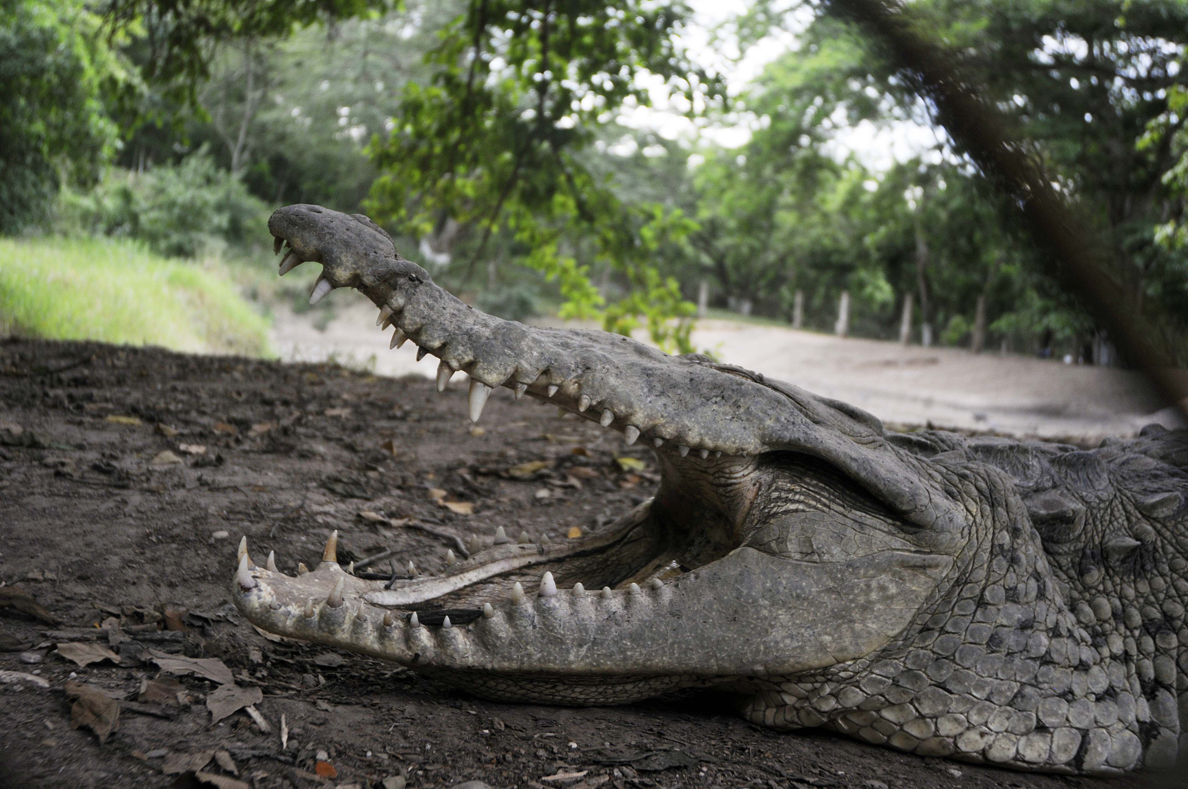 Mystery as surgical plate found in 15-foot crocodile’s stomach | WTOP