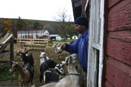 Yutzy takes a head count. He's got about 100 goats -- Saanen, Alpine and Lamanchas. 
 (WTOP/Kate Ryan)
