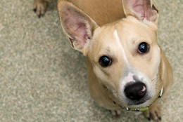 This 1-year-old Jack Russell Terrier mix is very playful and enjoys his toys and a good game of tug. (Courtesy WARL)