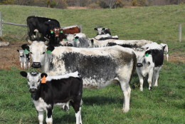 Randall Lineback cows are America's oldest and rarest breed of cattle. Several years ago, they were on the brink of extinction. Now, a Virginia farmer is working to bring them back.  (WTOP/Rachel Nania) 