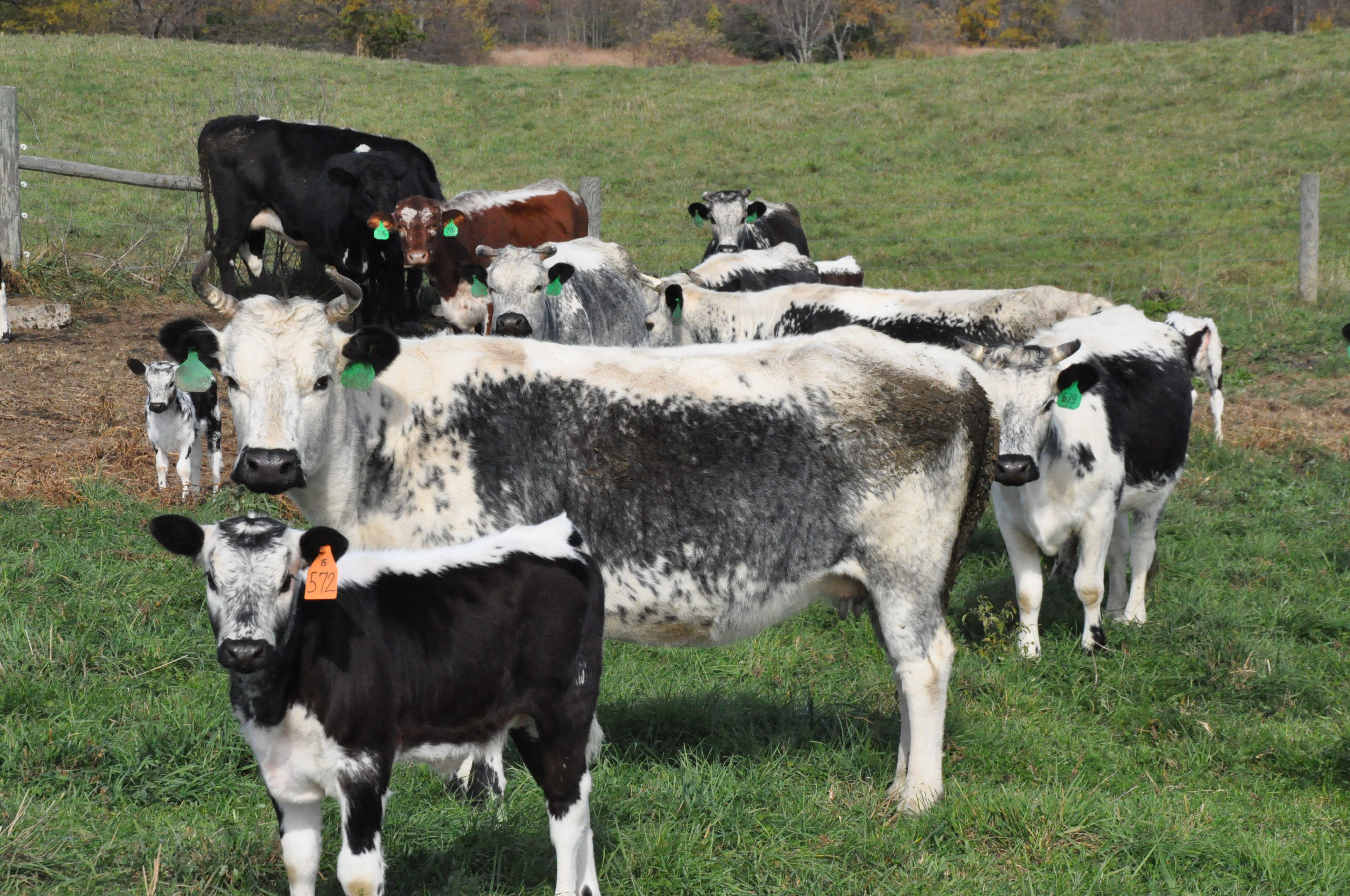 From the brink of extinction to the dinner plate A local farm saves