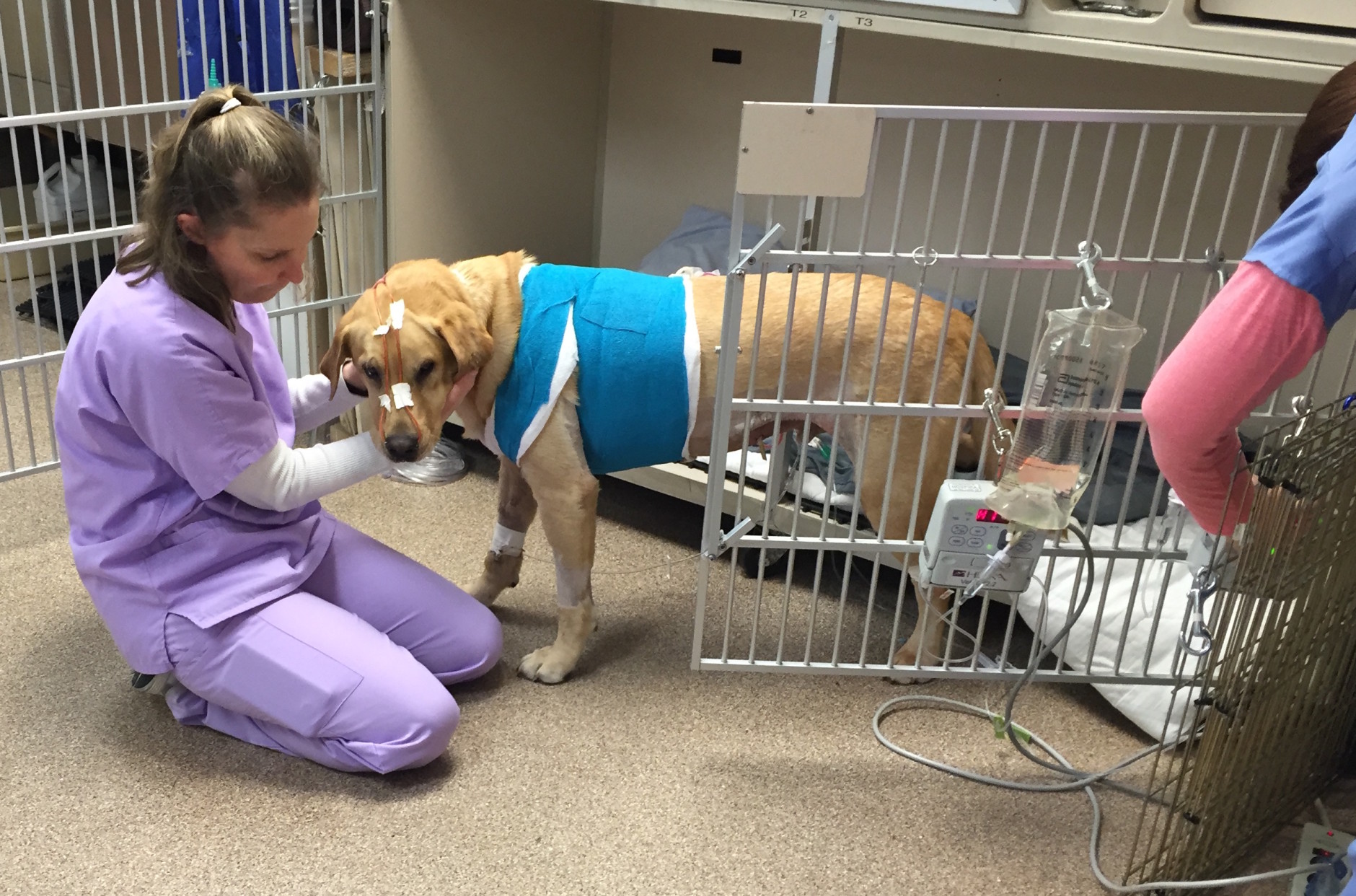 The dog's owners are asking for help in paying his $10,000 surgery bill online, through the Veterinary Care Foundation. (Courtesy of Veterinary Surgical Centers) 

