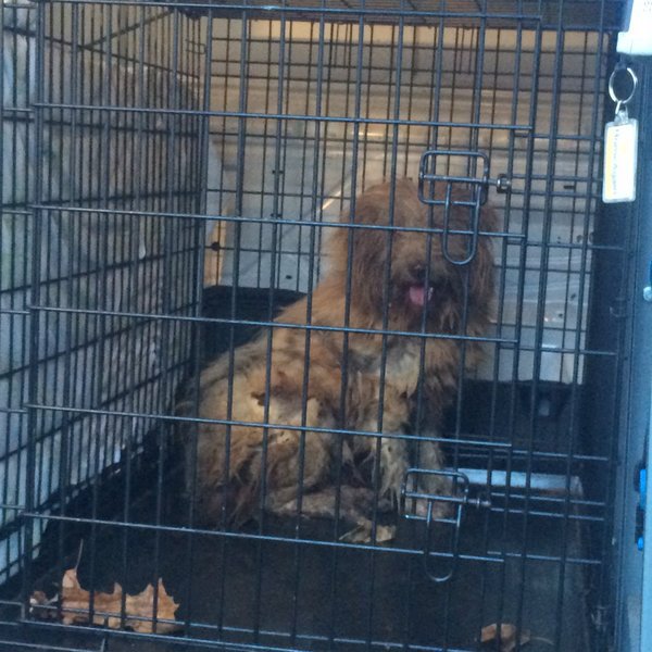 The dog, a 1-year-old Wheaton Terrier named Cookie, was trapped in the drain. (Courtesy Pete Piringer)