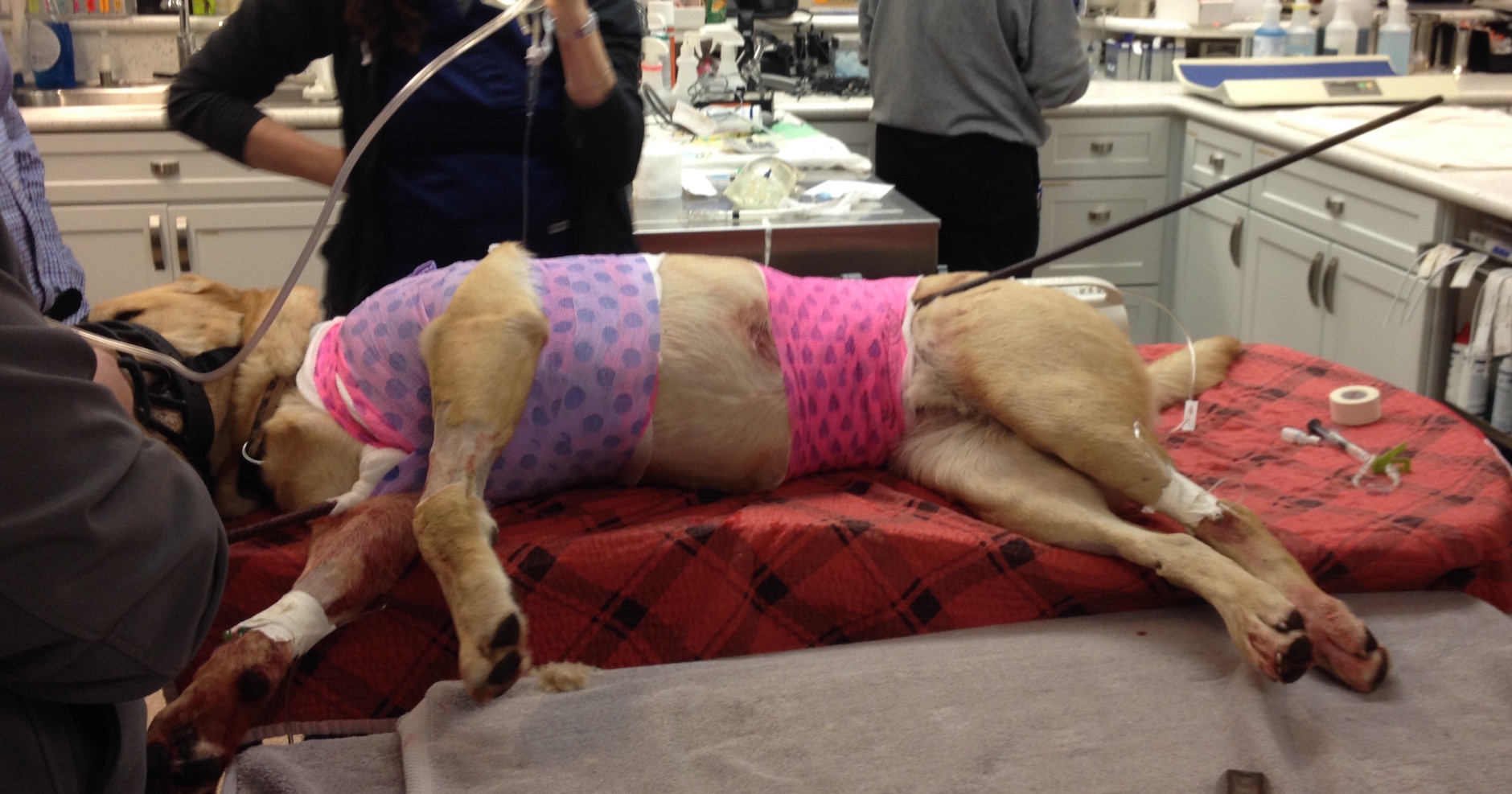 "He had damage to the lung," a surgeon said. "It went through the thorax, but missed the heart, that was fortunate." The dog's owners are asking for help in paying his $10,000 surgery bill online, through the Veterinary Care Foundation. (Courtesy of Veterinary Surgical Centers)