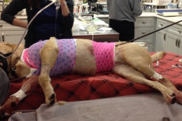 "He had damage to the lung," a surgeon said. "It went through the thorax, but missed the heart, that was fortunate." The dog's owners are asking for help in paying his $10,000 surgery bill online, through the Veterinary Care Foundation. (Courtesy of Veterinary Surgical Centers)