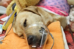 A 5-year-old yellow lab was rushed to the emergency room after a piece of a reinforcing bar went right through him. A staff surgeon said she's never seen anything like it. (Courtesy Hope Advanced Veterinary Center)