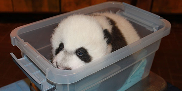 National Zoo to debut Bei Bei early for Instagram event