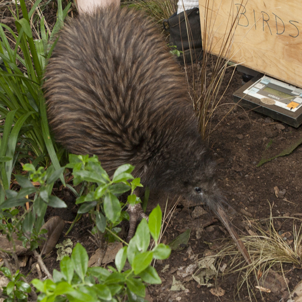 National Zoo’s female Kiwi has died