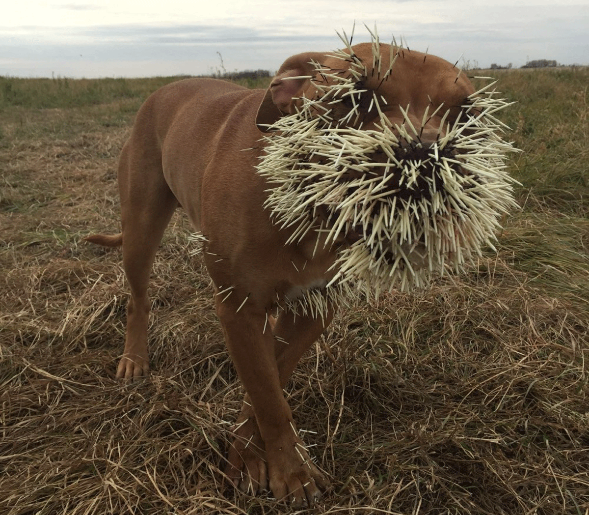 Over $15,200 raised for dogs covered with porcupine quills