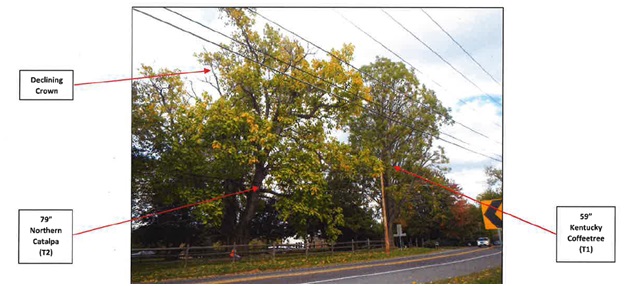 ‘No other option’ but removal for dying trees on Md. 28