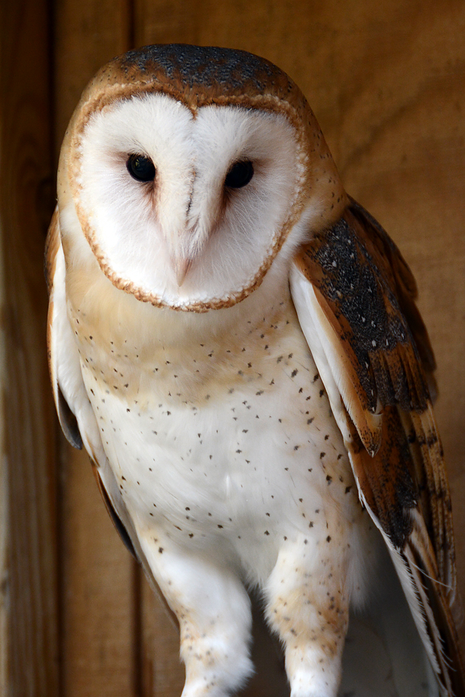 A Barn Owl is pictured here at Rocky Gap State Park. (Courtesy John Zuke)