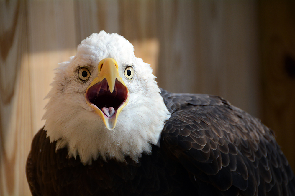 A Bald Eagle at Rocky Gap State Park. (Courtesy John Zuke)