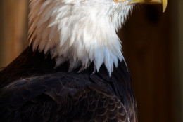 A Bald Eagle at Rocky Gap State Park. (Courtesy John Zuke)