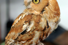 A Screech Owl is seen here at Rocky Gap State Park. (Courtesy John Zuke)