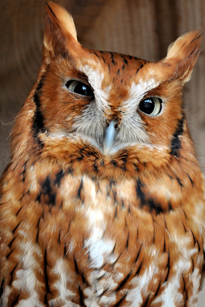 A Screech Owl is pictured here at Cunningham Falls State Park. (Courtesy John Zuke)