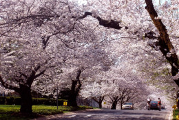 Cherry blossoms in full bloom line the Kenwood neighborhood in Montgomery County. (WTOP/Megan Cloherty)