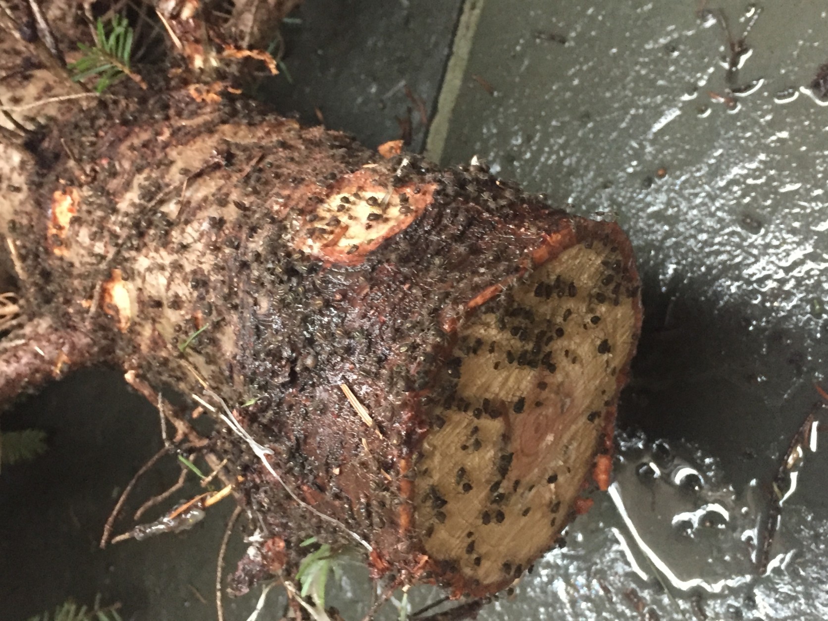 Just a few of the aphids that infested the Christmas tree of a D.C. woman. (Courtesy photo)