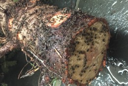 Just a few of the aphids that infested the Christmas tree of a D.C. woman. (Courtesy photo)