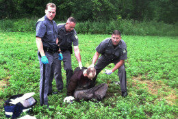 FOR USE AS DESIRED, YEAR END PHOTOS - FILE - Police stand over David Sweat after he was shot and captured near the Canadian border Sunday, June 28, 2015, in Constable, N.Y. Sweat is the second of two convicted murderers who staged a brazen escape from a maximum-security prison in northern New York. His capture came two days after his escape partner, Richard Matt, was shot and killed by authorities. (AP Photo, File)