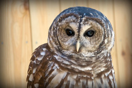 Barred Owl at Rocky Gap State Park. (Courtesy Sarah Milbourne/Maryland Department of Natural Resources)