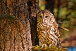 Barred Owl at Rocky Gap State Park. (Courtesy Sarah Milbourne/Maryland Department of Natural Resources)