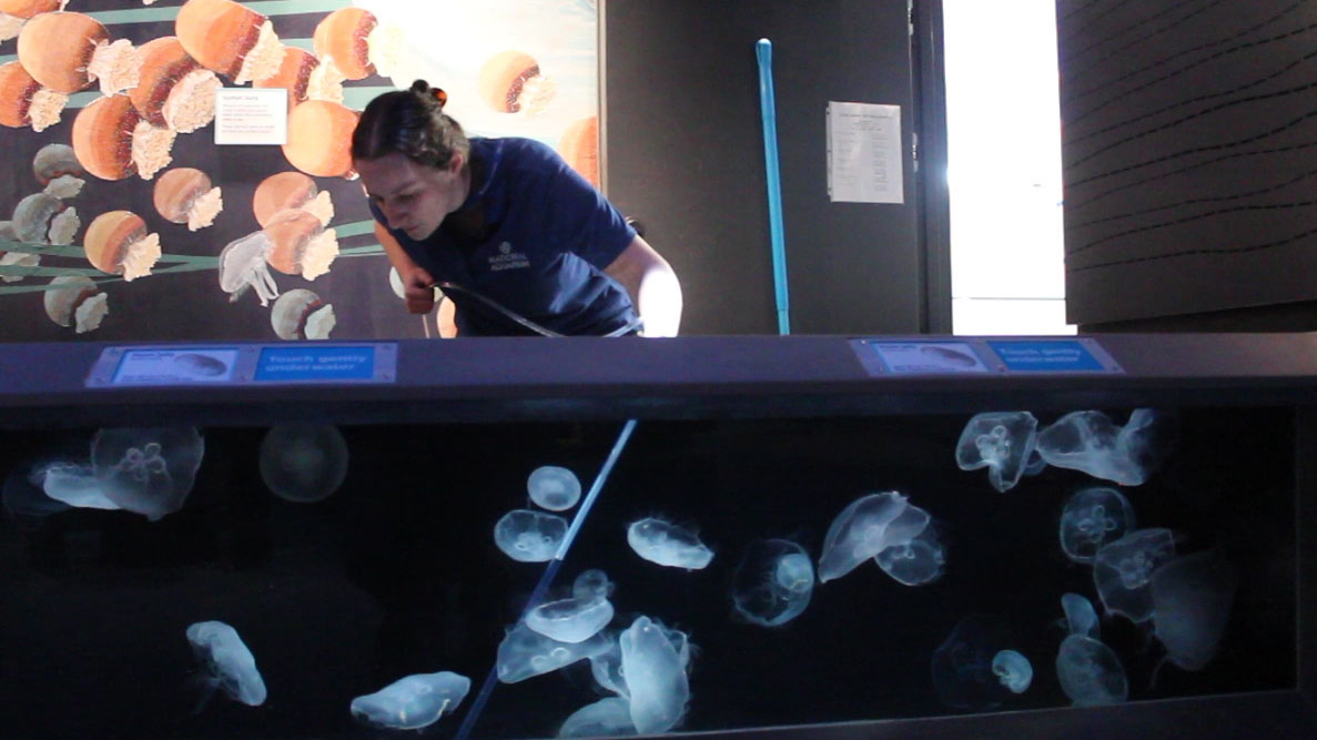 Science, elbow grease keep National Aquarium tanks poop-free
