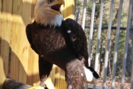 Mature bald eagle at Rocky Gap State Park. (Courtesy Sarah Milbourne/Maryland Department of Natural Resources)