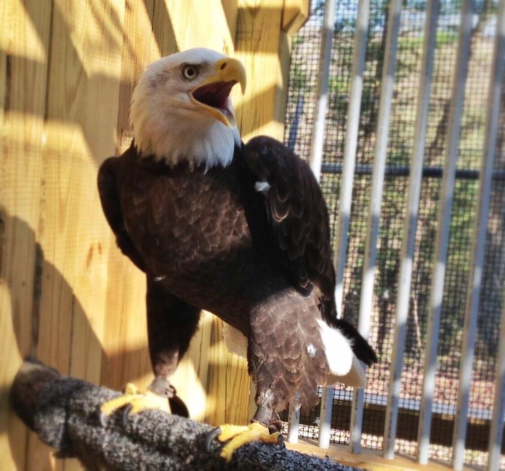 Mature bald eagle at Rocky Gap State Park. (Courtesy Sarah Milbourne/Maryland Department of Natural Resources)