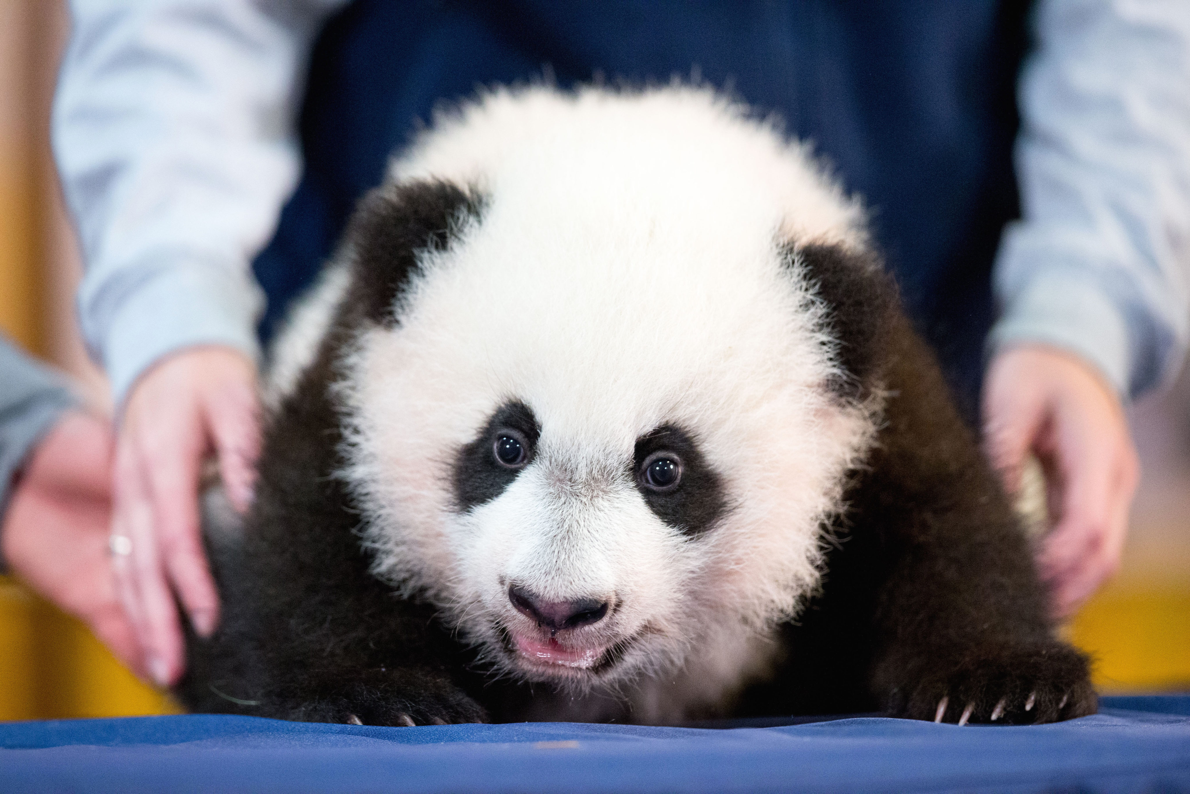 The National Zoo’s Panda Cub Bei Bei (Photos) | WTOP