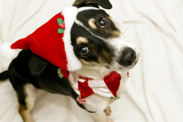 Neopolitan is a small hound mix with cute markings and a fun loving personality.   (Courtesy WARL) 