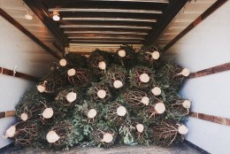 DC Tree Delivery started its first season with 100 Frasier Firs and sold out before December. (Courtesy DC Tree Delivery)