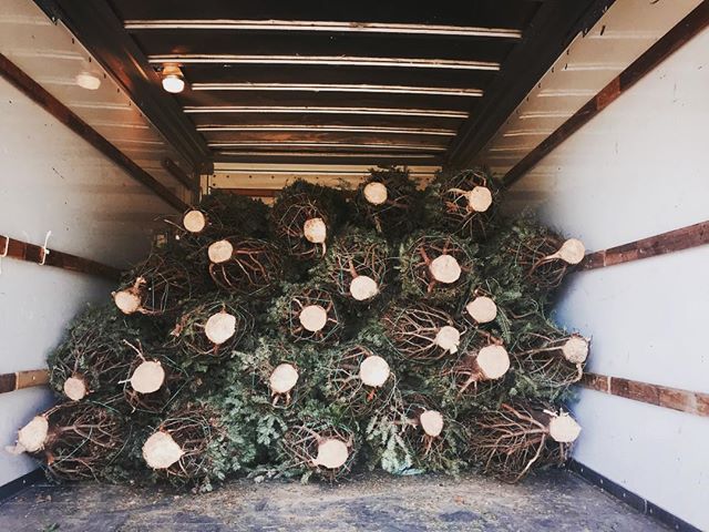 DC Tree Delivery started its first season with 100 Frasier Firs and sold out before December. (Courtesy DC Tree Delivery)