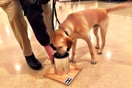 During training the dog is led to the testing cans -- if he smells a dangerous odor, the dog sits. (WTOP/Neal Augenstein)