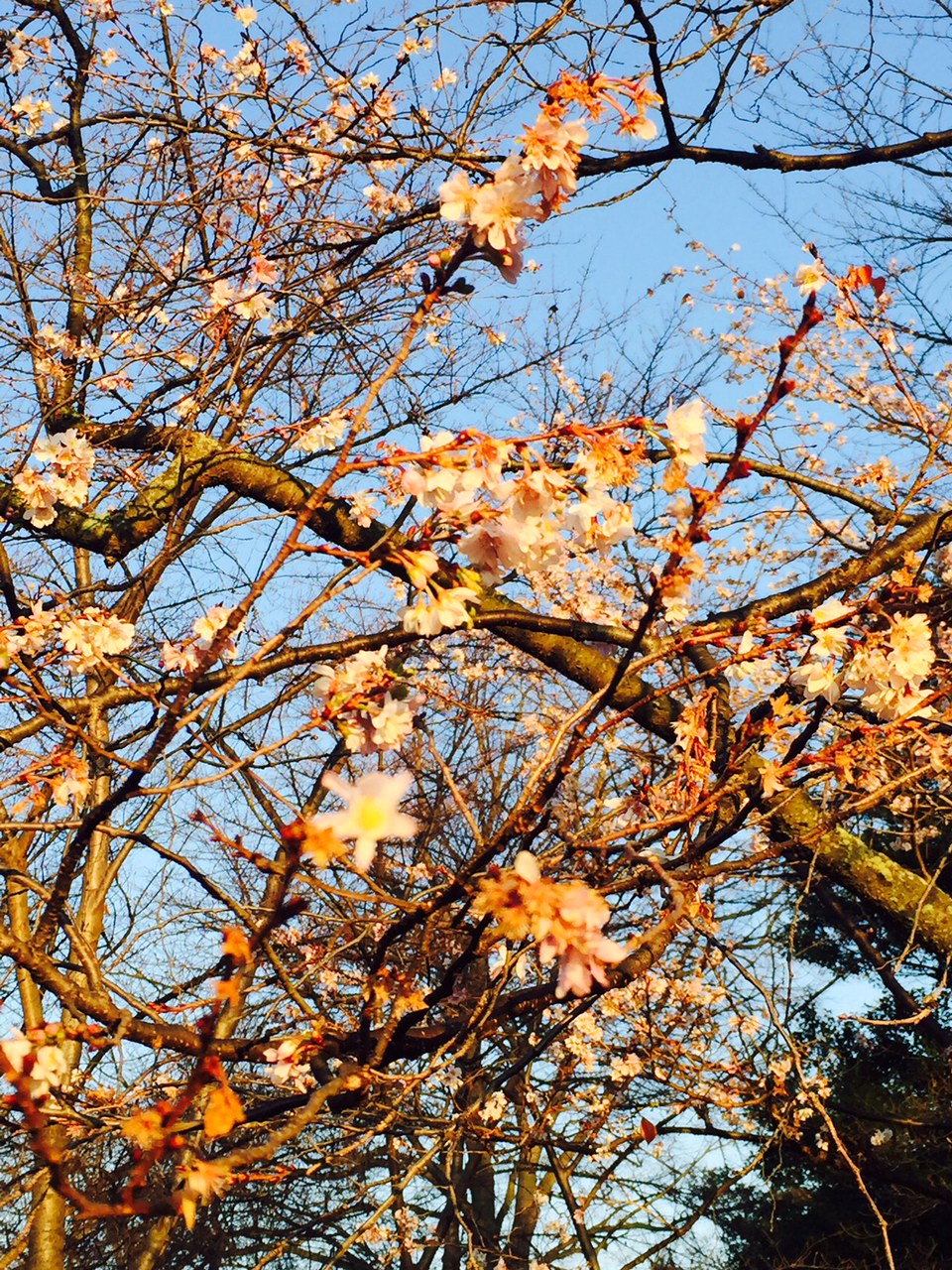 Washington’s cherry trees bloom in ‘heat wave’
