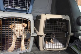 A Jindo and terrier mix go to the Animal Welfare League of Alexandria after the Humane Society rescued the dogs from a meat farm in South Korea. The dogs will soon be available for adoption. (WTOP/Kristi King)