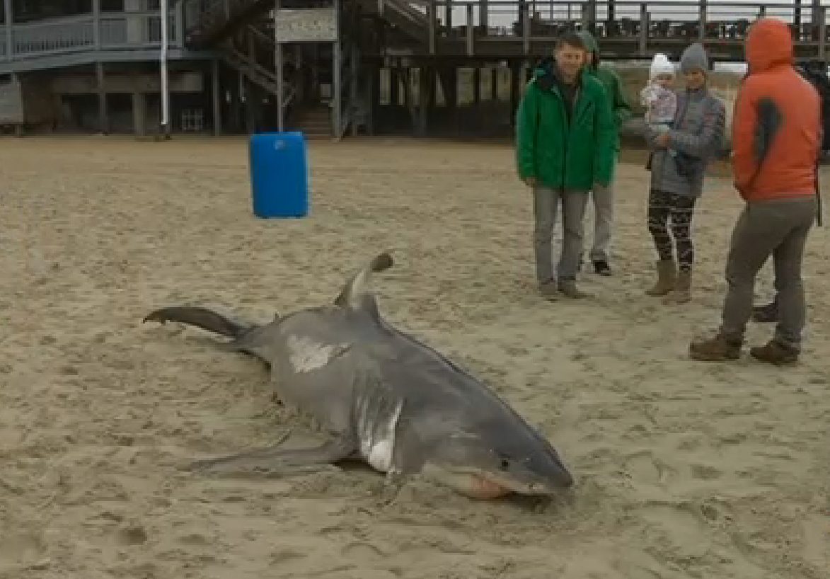 8foot great white shark washes ashore on North Carolina beach WTOP