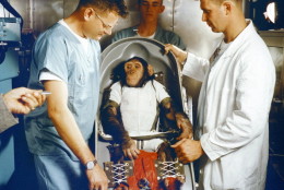 A three-year-old chimpanzee, named Ham, in the biopack couch for the MR-2 suborbital test flight. On January 31, 1961, a Mercury-Redstone launch from Cape Canaveral carried the chimpanzee "Ham" over 640 kilometers down range in an arching trajectory that reached a peak of 254 kilometers above the Earth. The mission was successful and Ham performed his lever-pulling task well in response to the flashing light. NASA used chimpanzees and other primates to test the Mercury Capsule before launching the first American astronaut Alan Shepard in May 1961. The successful flight and recovery confirmed the soundness of the Mercury-Redstone systems.  (NASA/MCT via Getty Images)
