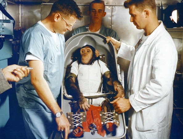 A three-year-old chimpanzee, named Ham, in the biopack couch for the MR-2 suborbital test flight. On January 31, 1961, a Mercury-Redstone launch from Cape Canaveral carried the chimpanzee "Ham" over 640 kilometers down range in an arching trajectory that reached a peak of 254 kilometers above the Earth. The mission was successful and Ham performed his lever-pulling task well in response to the flashing light. NASA used chimpanzees and other primates to test the Mercury Capsule before launching the first American astronaut Alan Shepard in May 1961. The successful flight and recovery confirmed the soundness of the Mercury-Redstone systems.  (NASA/MCT via Getty Images)