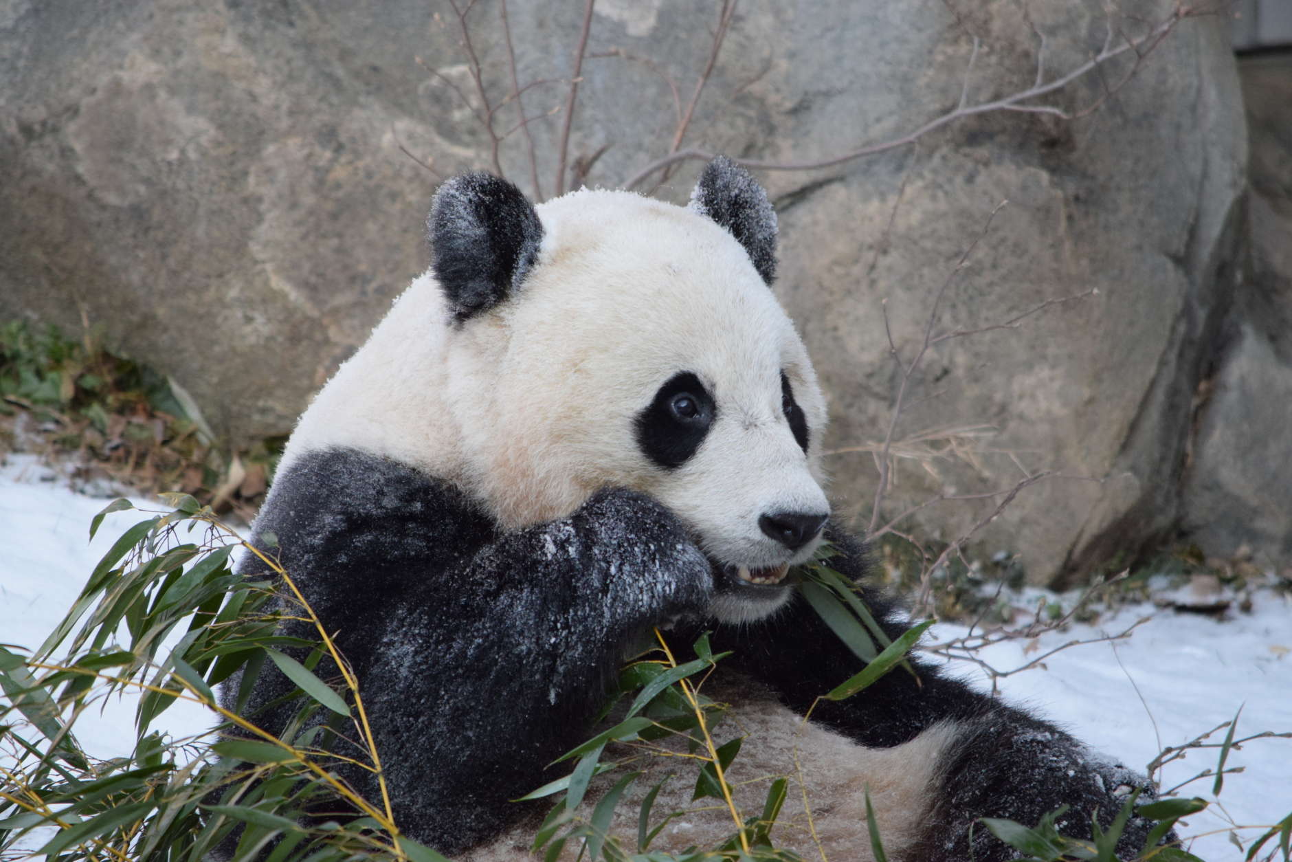 Giant panda Bao Bao in the snow Jan. 21, 2016. (Devin Murphy/Smithsonian's National Zoo)