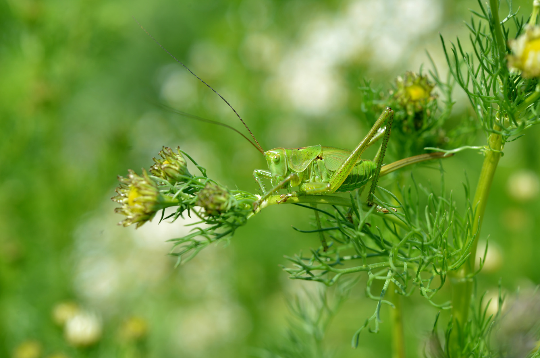 A grasshopper (Gomphocerinae) sits on a branch of a chamomile in Ried im Innkreis, Upper Austria, Friday June 8, 2012. The forecast predicts sunny weather and temperatures up to 32 degrees (89.6 degrees Fahrenheit) in some parts of the country. (AP Photo/Kerstin Joensson)