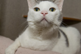 Be Mine is a pretty white-and-gray cat with lovely green eyes.  (Courtesy WARL)