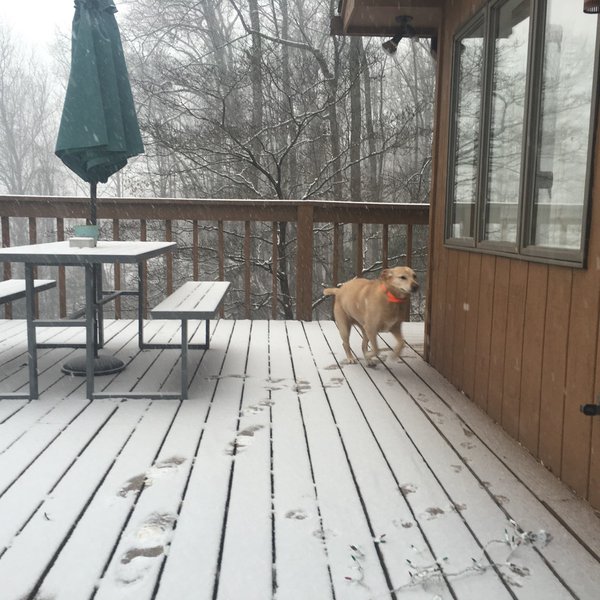 "Our dog investigates snow. Finds it cold and wet. Short Hill Mt, VA." (Courtesy @JonPeede) 
