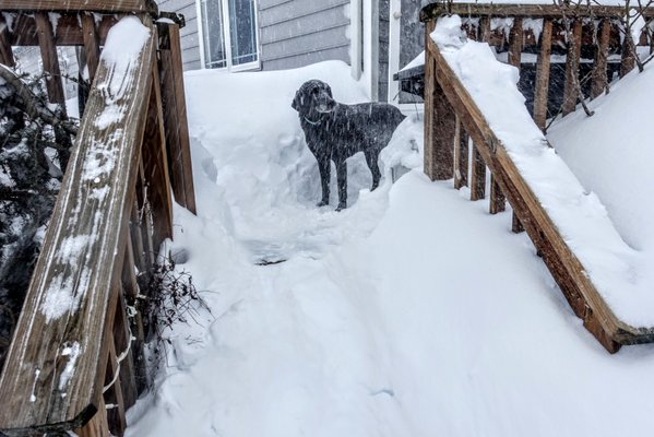 "Total whiteout in Purcellville, VA now. Worst it's been yet! One unhappy dog." (Courtesy @SecretsBedard)