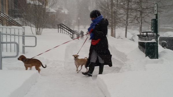 A woman walking two dogs during a blizzard in D.C. (WTOP/Kathy Stewart)